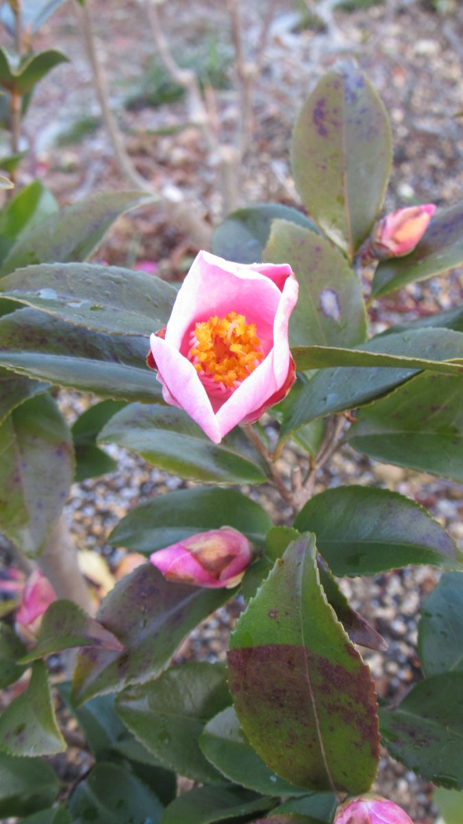 椿🌸今年🌸初花