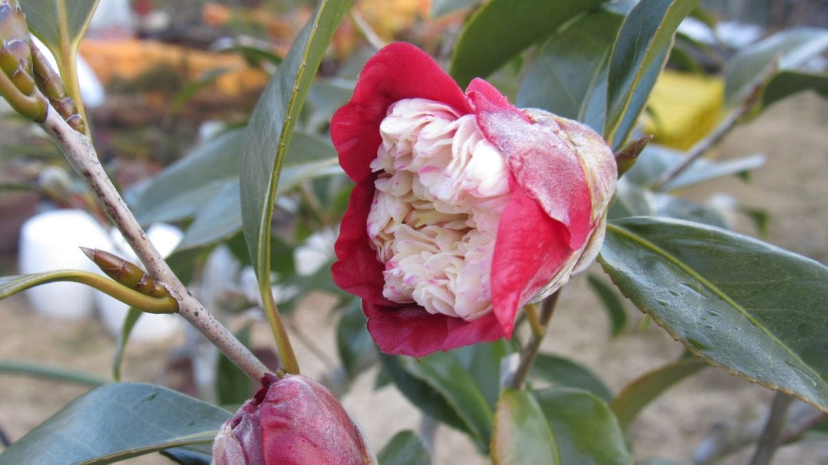 椿🌸今年🌸初花