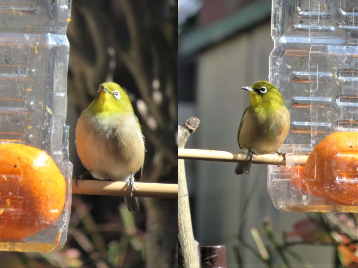 今日も🐦メジロくん🐦🐦🐦