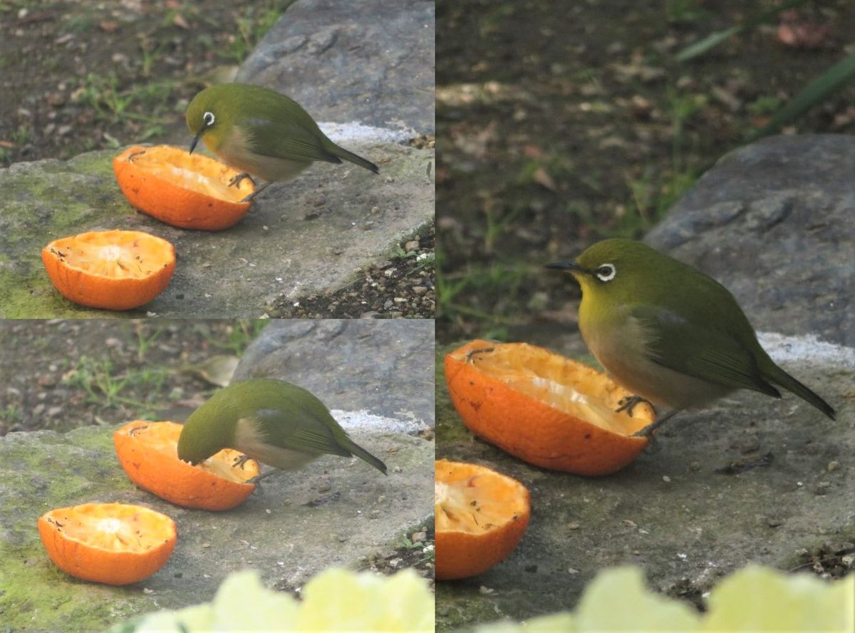 今日も🐦メジロくん🐦🐦🐦