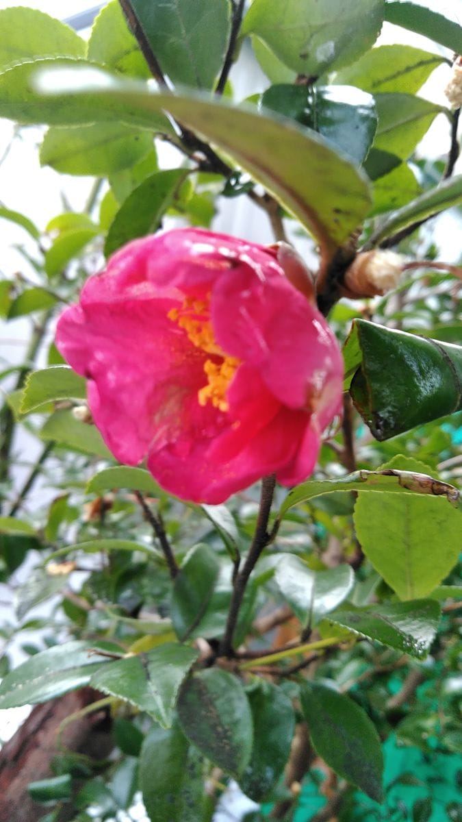 すっかり忘れていたお年玉年賀はがきと山茶花