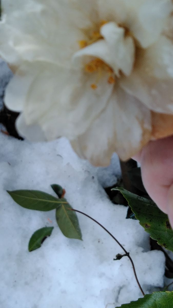 すっかり忘れていたお年玉年賀はがきと山茶花