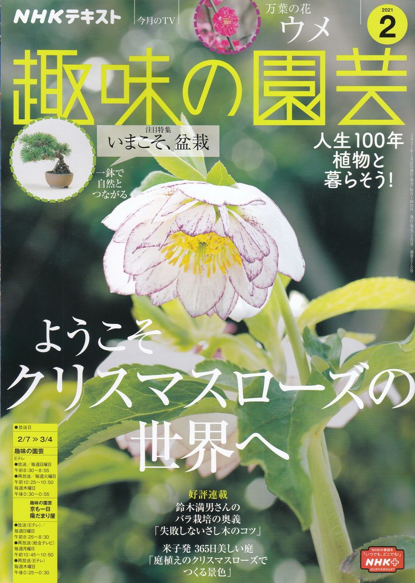 NHK Eテレ【趣味の園芸】クリスマスローズ