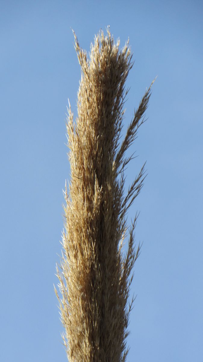 冬空高くそびえる斑入葮竹(フイリダンチク)