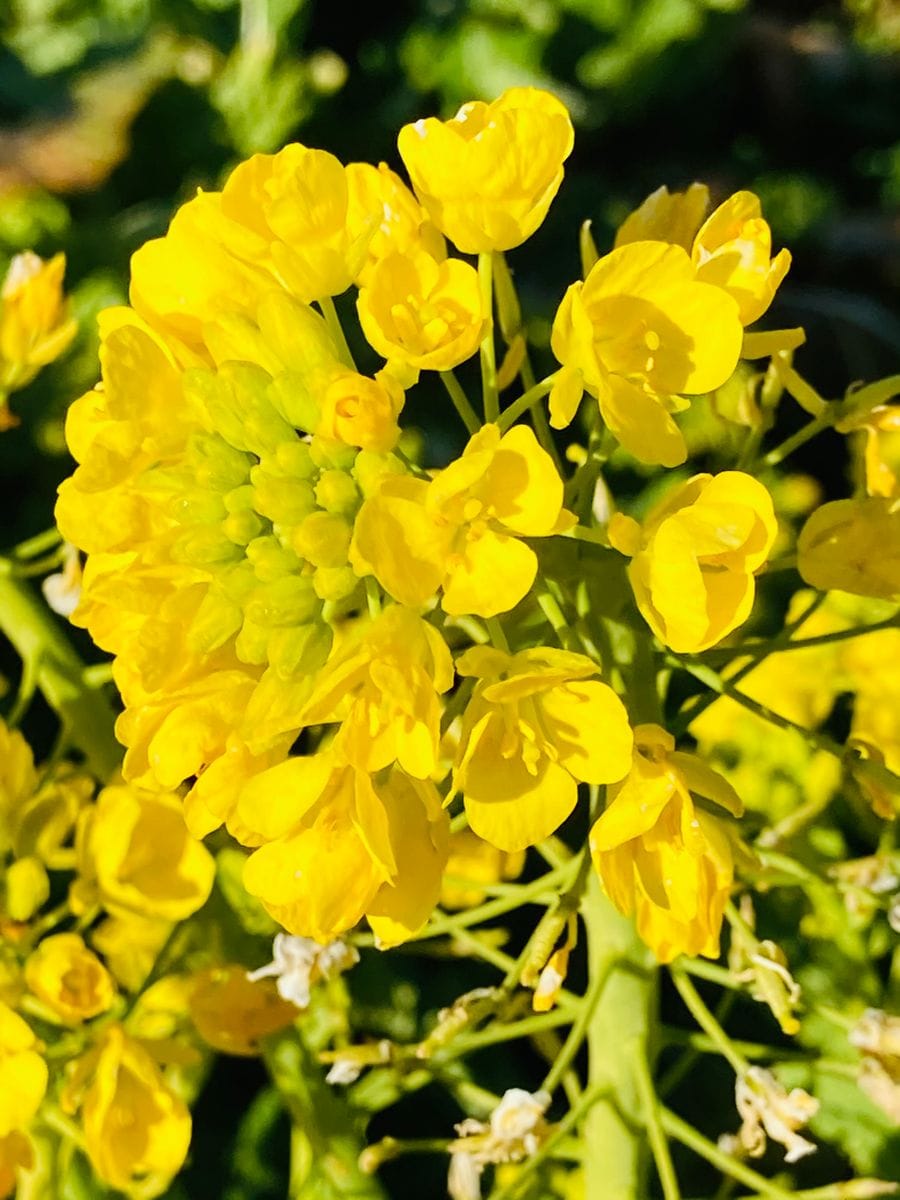 菜の花畑🎵