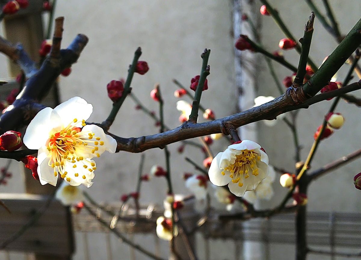 南高梅の開花