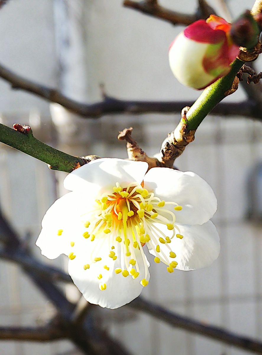 南高梅の開花