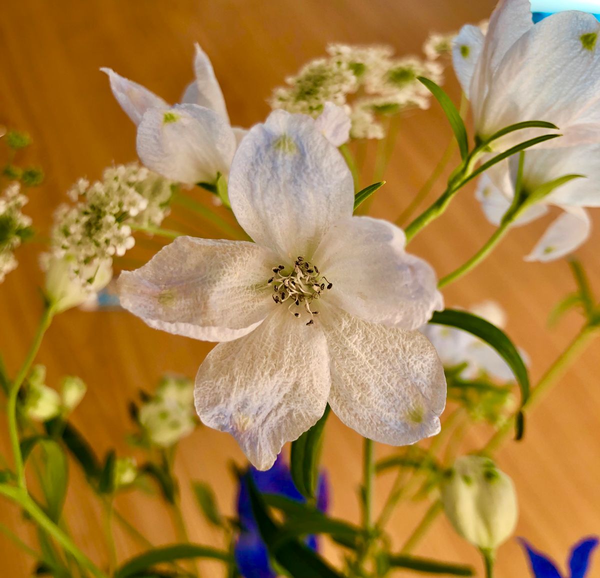 デルフィニウムの切り花♪