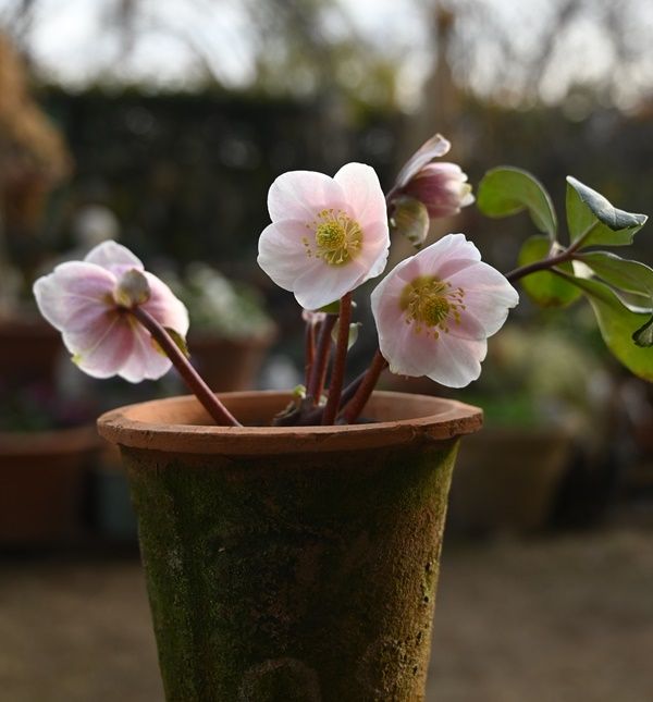 ピンクニゲルの花。