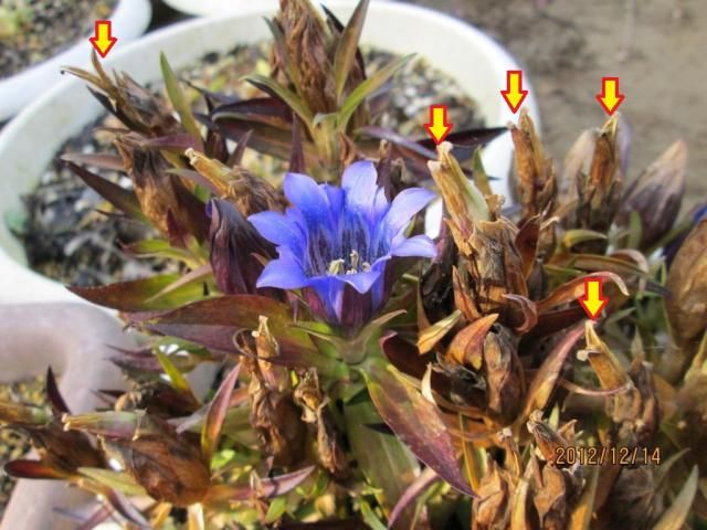 今年最後のリンドウの花です