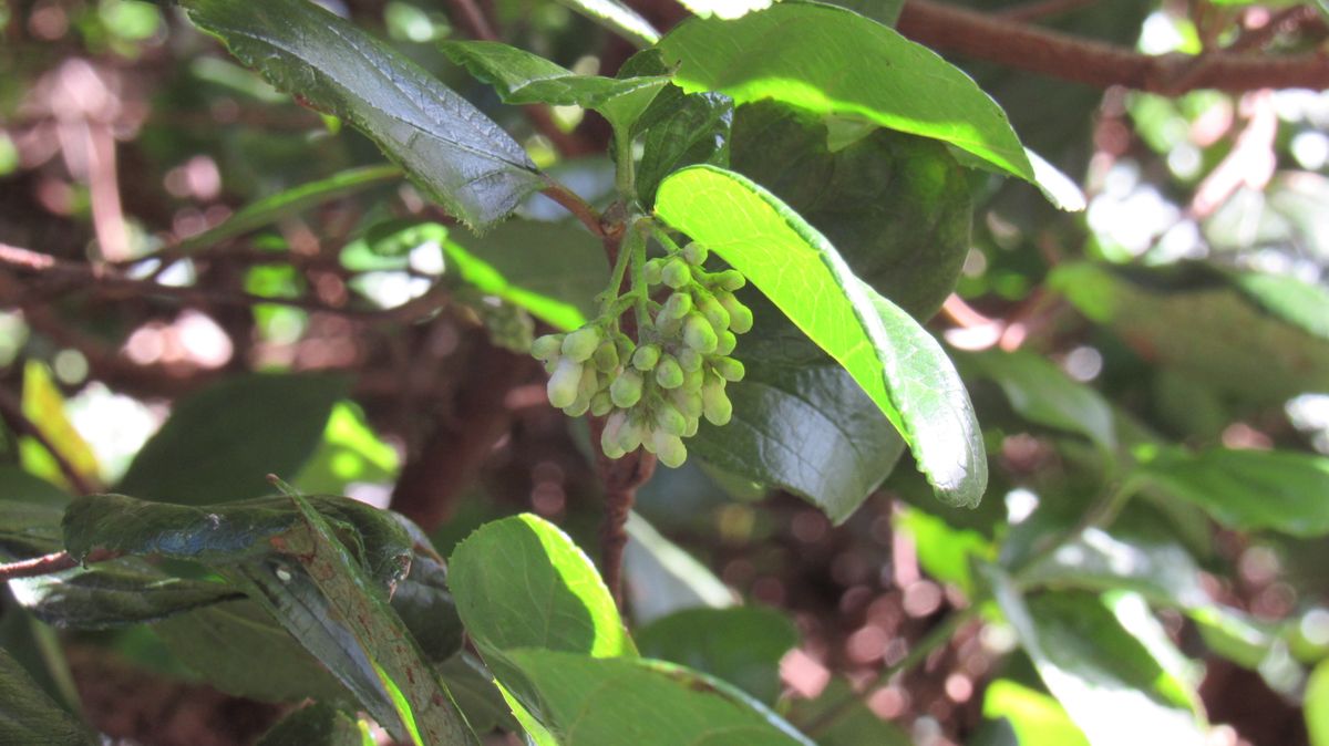 胡麻樹(ゴモジュ)の蕾