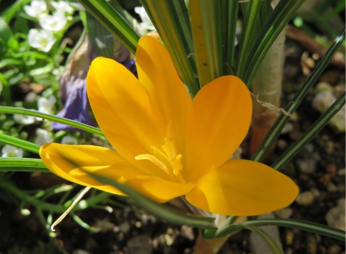 🌻今日の花たち🌻その12