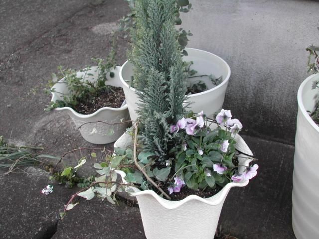 寄せ植えです