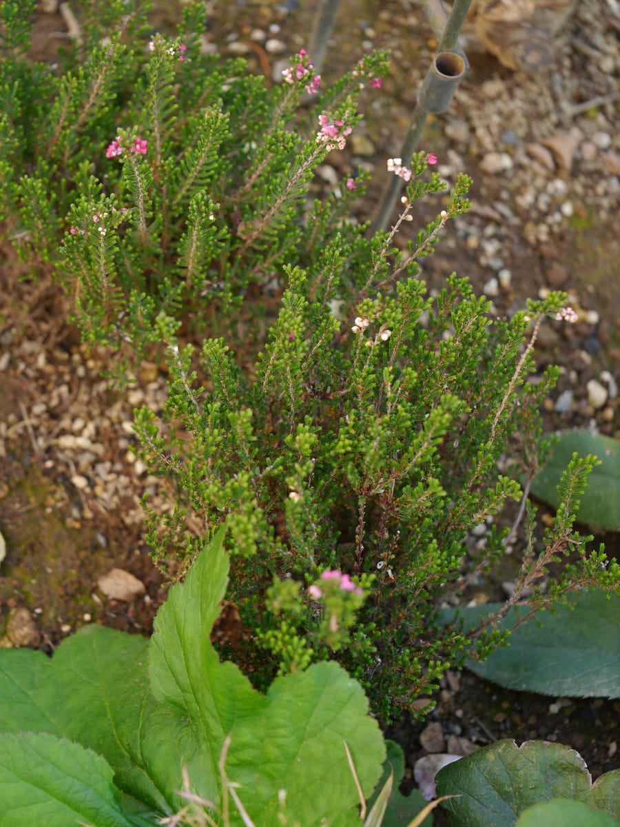 冬の花？春の花？いつの花？