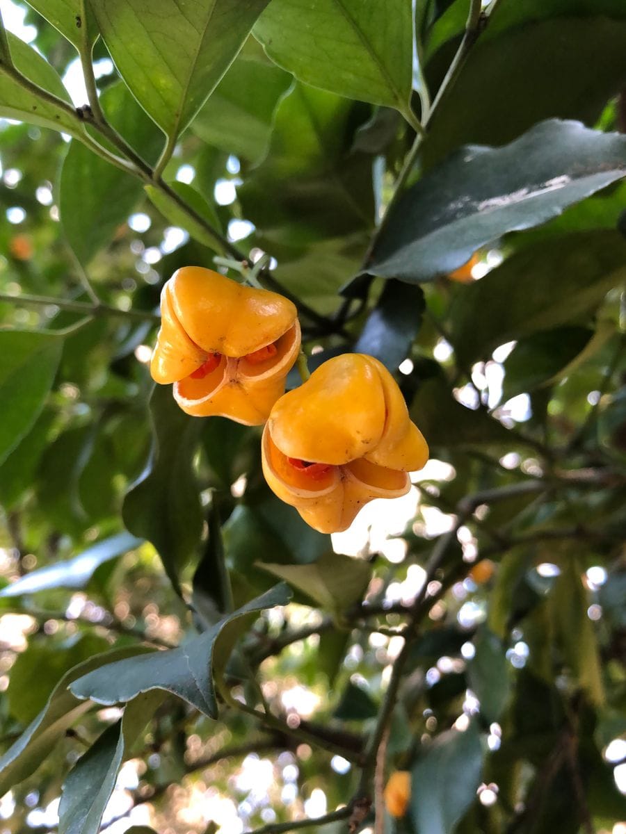 小石川植物園の梅