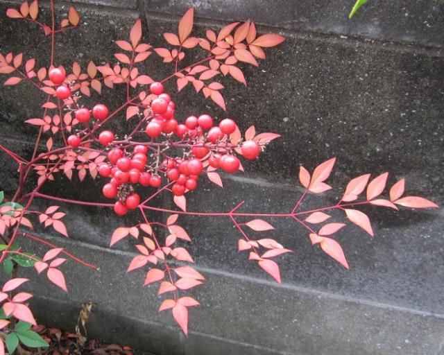 サプライズ、発芽