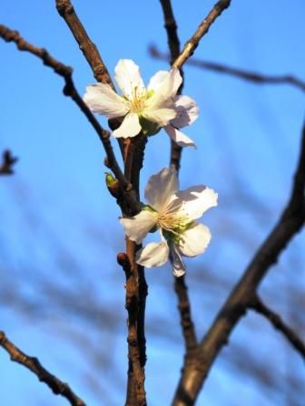 冬桜