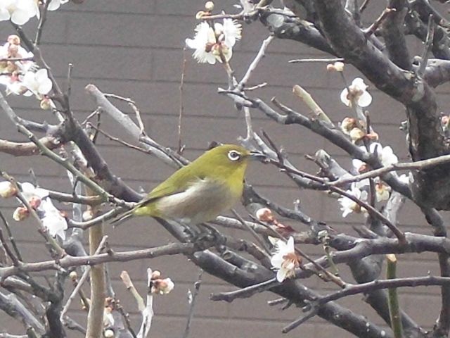 梅の花にメジロ激カワ！！