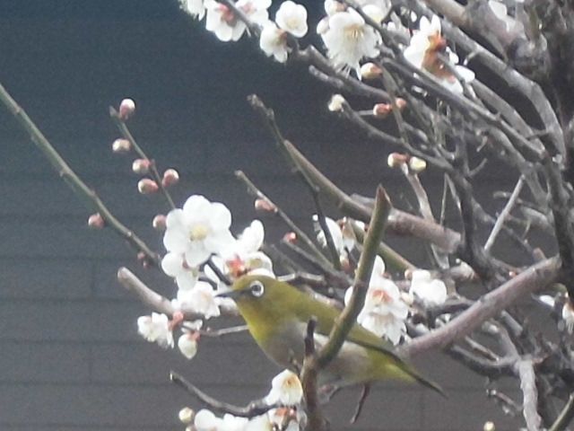 梅の花にメジロ激カワ！！