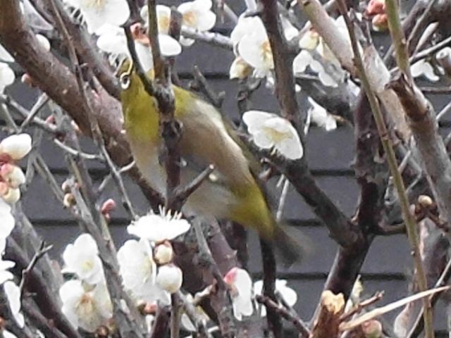 梅の花にメジロ激カワ！！