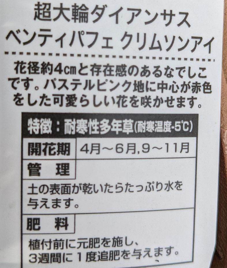 ２月１2日(金)　ダイアンサス