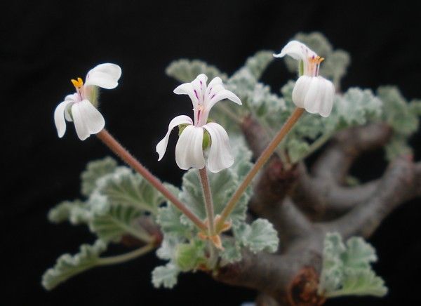 Pelargonium  mirabile