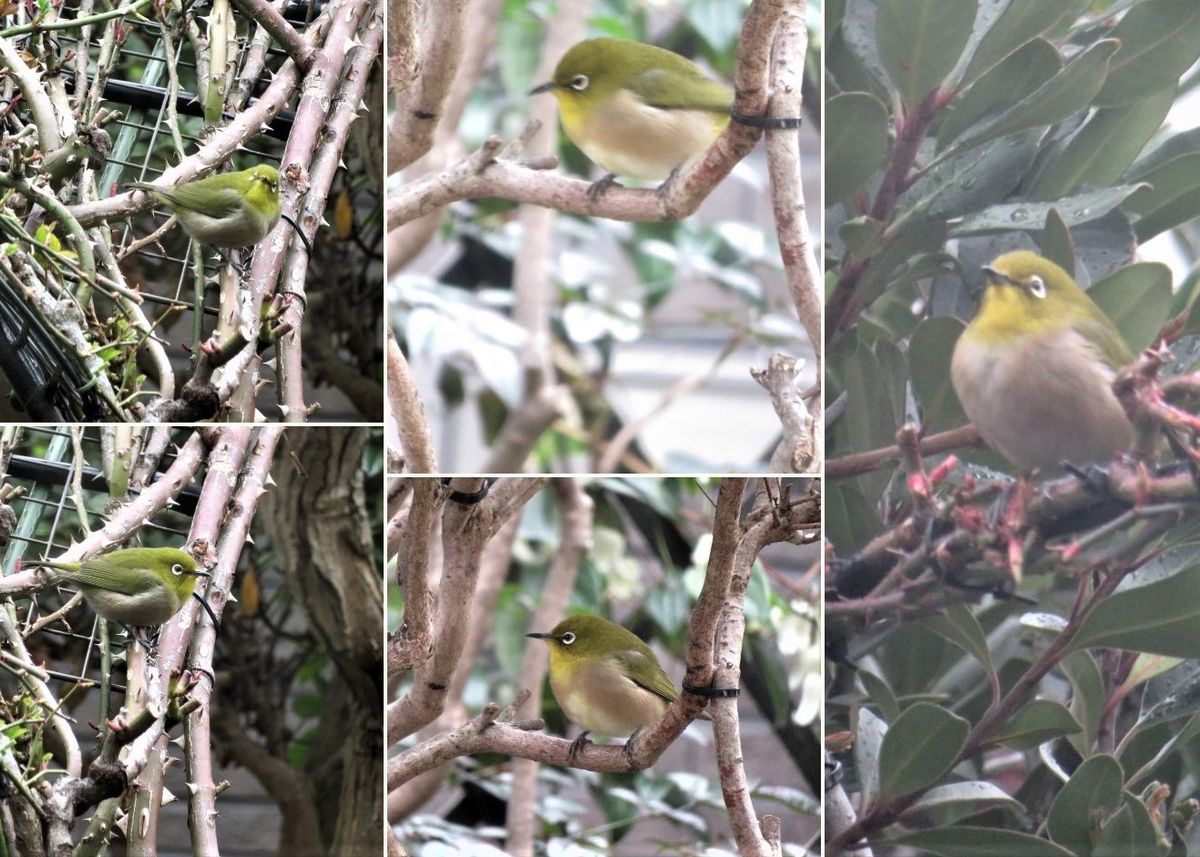 今日も🐦メジロくん🐦🐦🐦