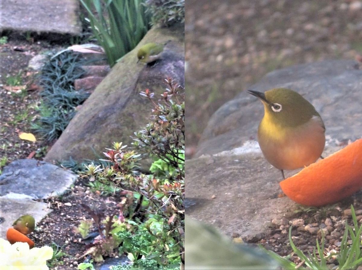 今日も🐦メジロくん🐦🐦🐦