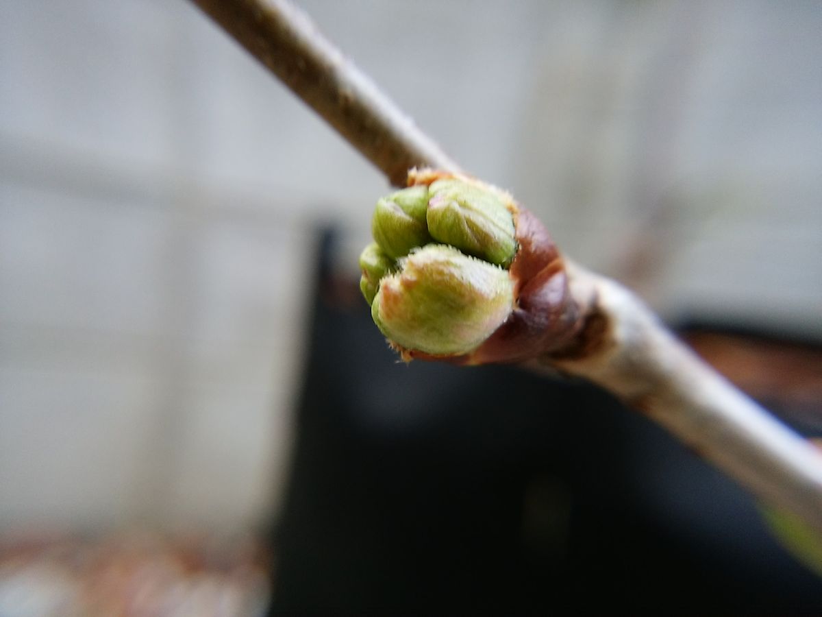 桜の花芽 膨らむ