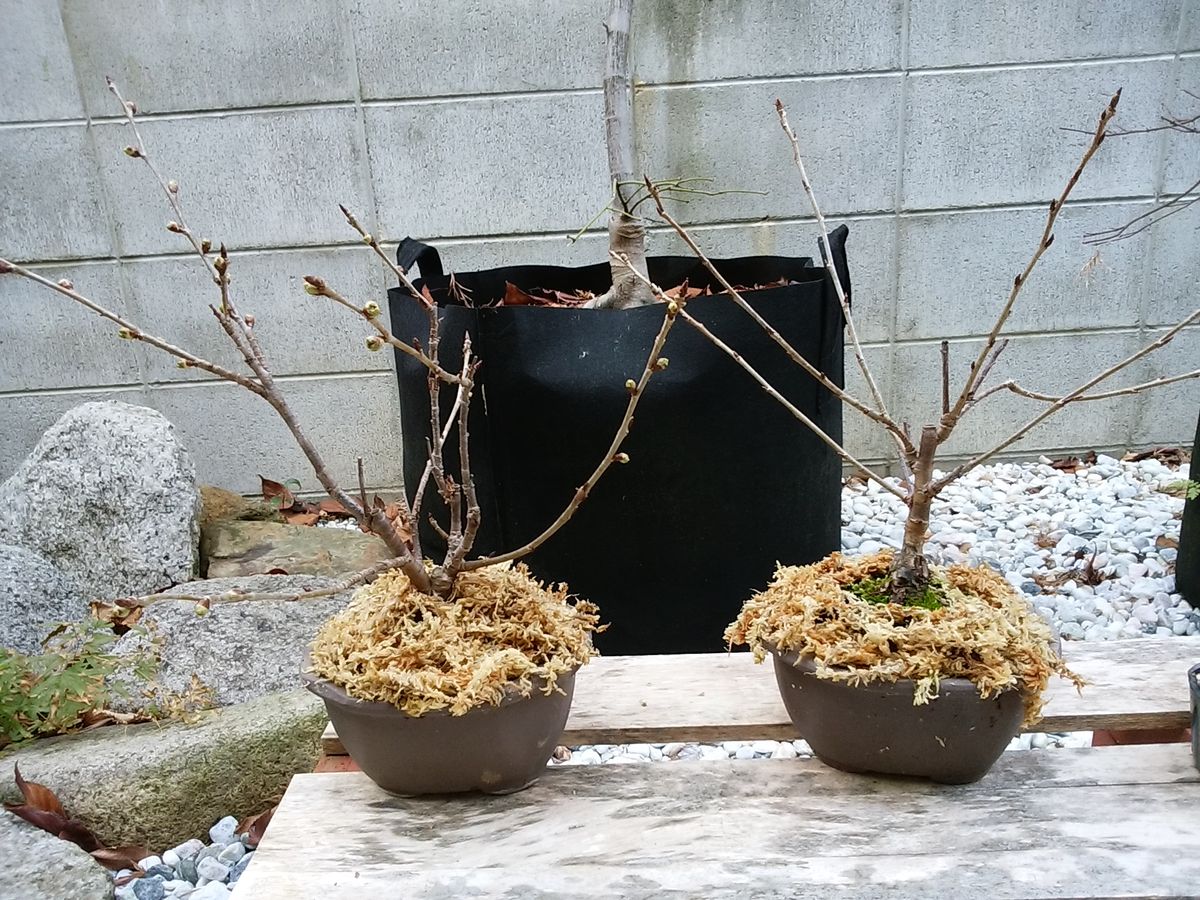 桜の花芽 膨らむ