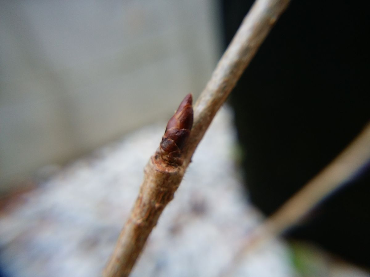 桜の花芽 膨らむ