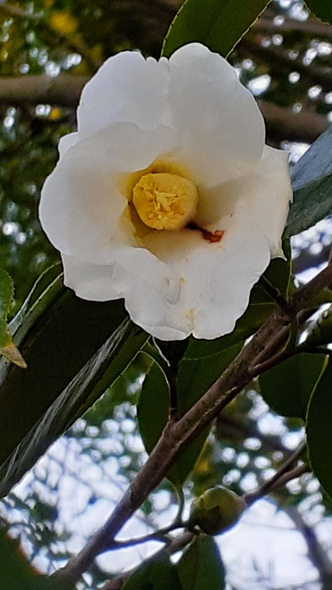 ふくおかルーバルガーデン3～春🌸🎎への***  庭便り～寄り道をしても見たかった白梅🌸❗