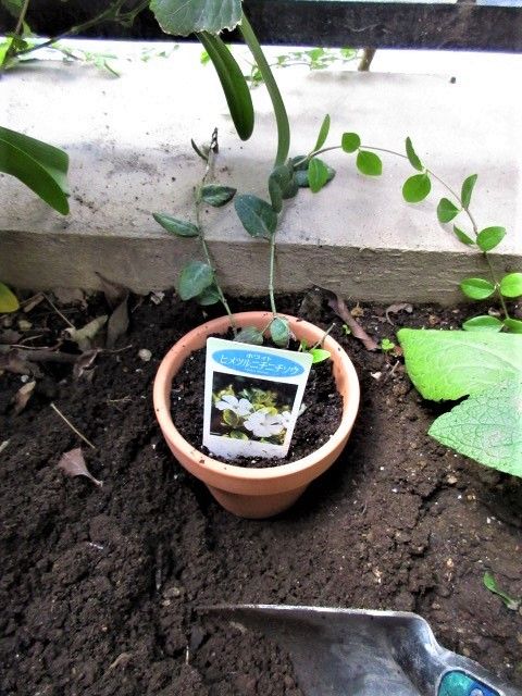 遺伝子組み換え食品の話　🌱