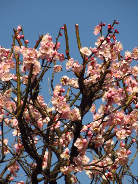 今年最初の花散歩。