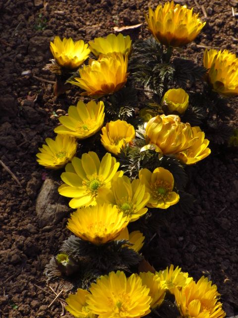 今年最初の花散歩。