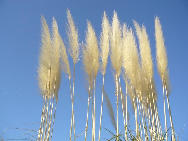 昭和記念公園のお花