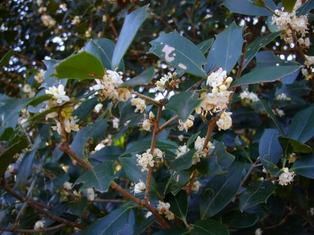 昭和記念公園のお花