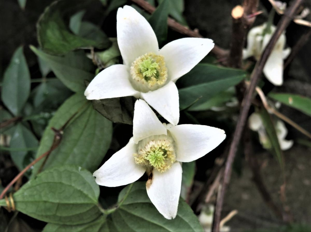 🌻今日の花たち🌻その14