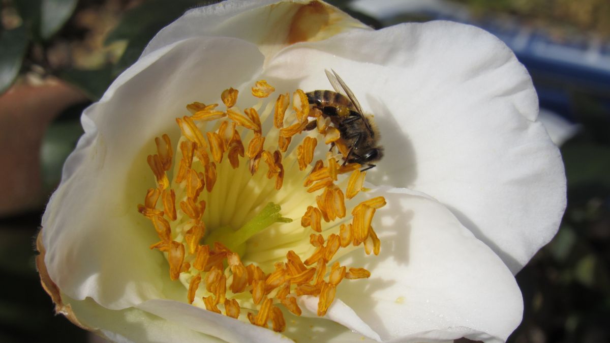 春が来た～😊～来客1ミツバチ