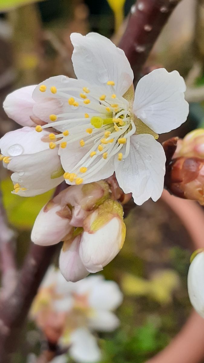 ふくおかルーバルガーデン2～春の🌸🎎庭たより…雨は上がりそう～～💨季節の花は次々と🌸