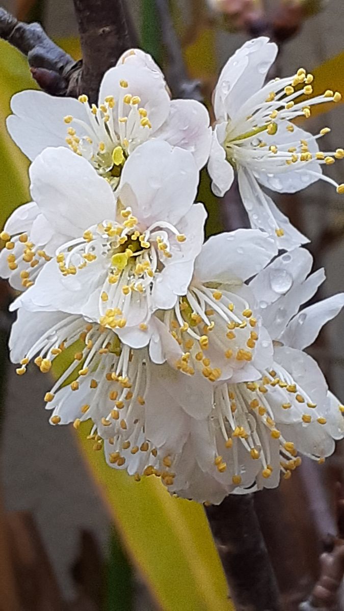 ふくおかルーバルガーデン2～春の🌸🎎庭たより…雨は上がりそう～～💨季節の花は次々と🌸