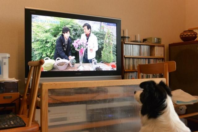 TV「趣味の園芸」を観る・・・・