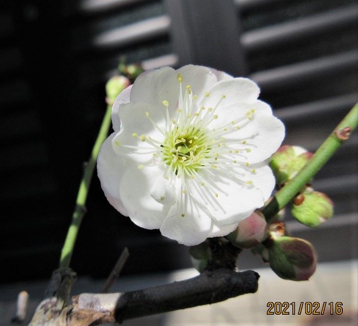 梅（思いのまま）鉢育てて40年、初花の顔色いつも最高！