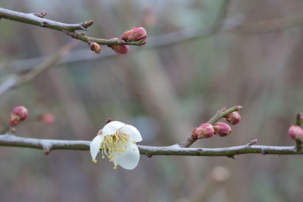 ウメは一輪開花、でもサクラは