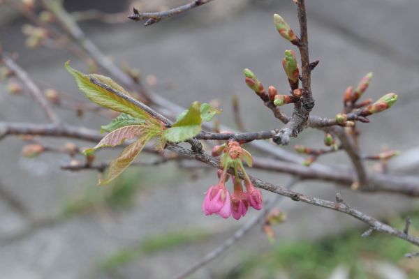 ウメは一輪開花、でもサクラは