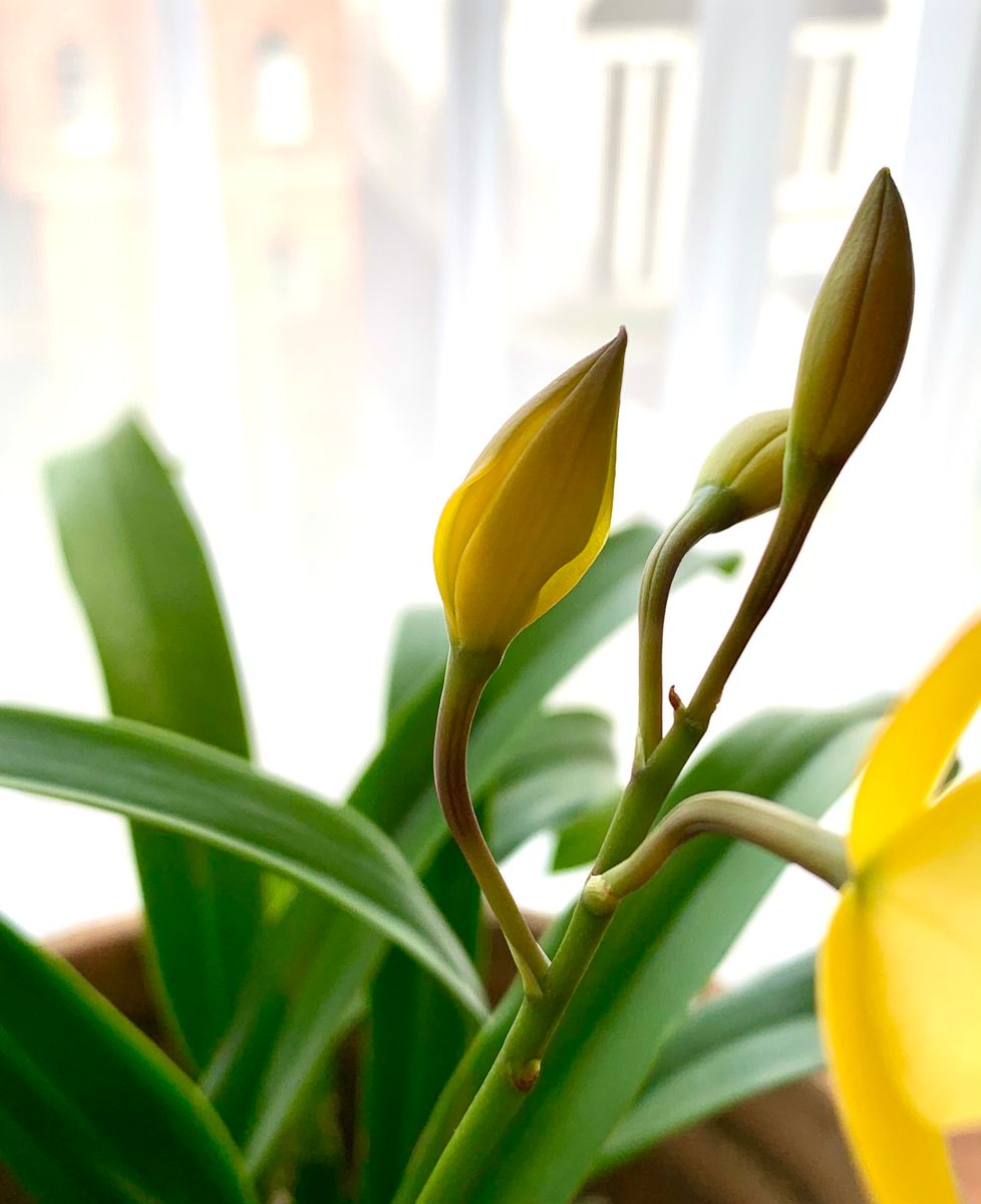 ゴールデン・エルフ🧝‍♀️の開花が始まりました(^^)