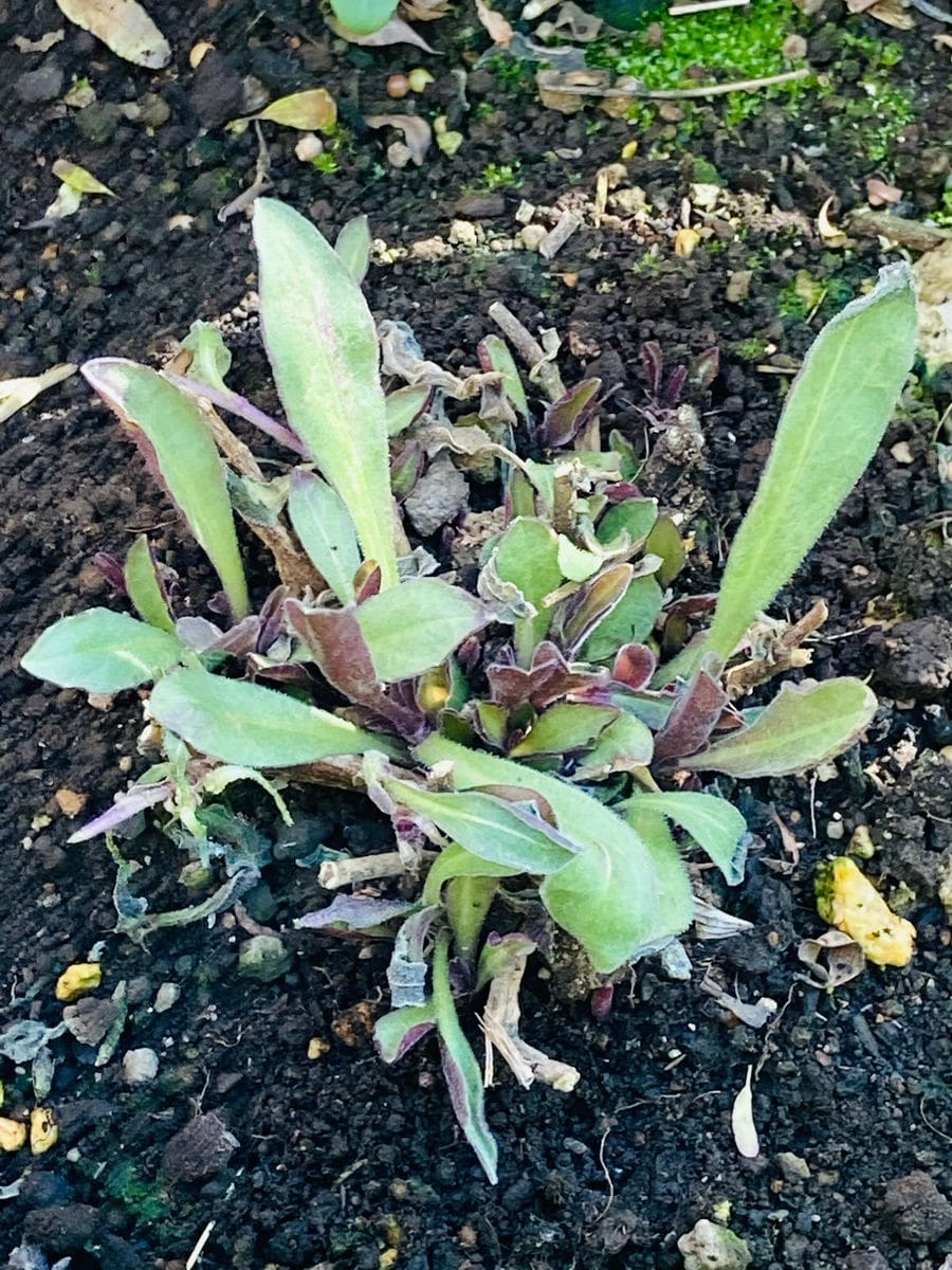 グレープセンセーションの芽吹き🎵