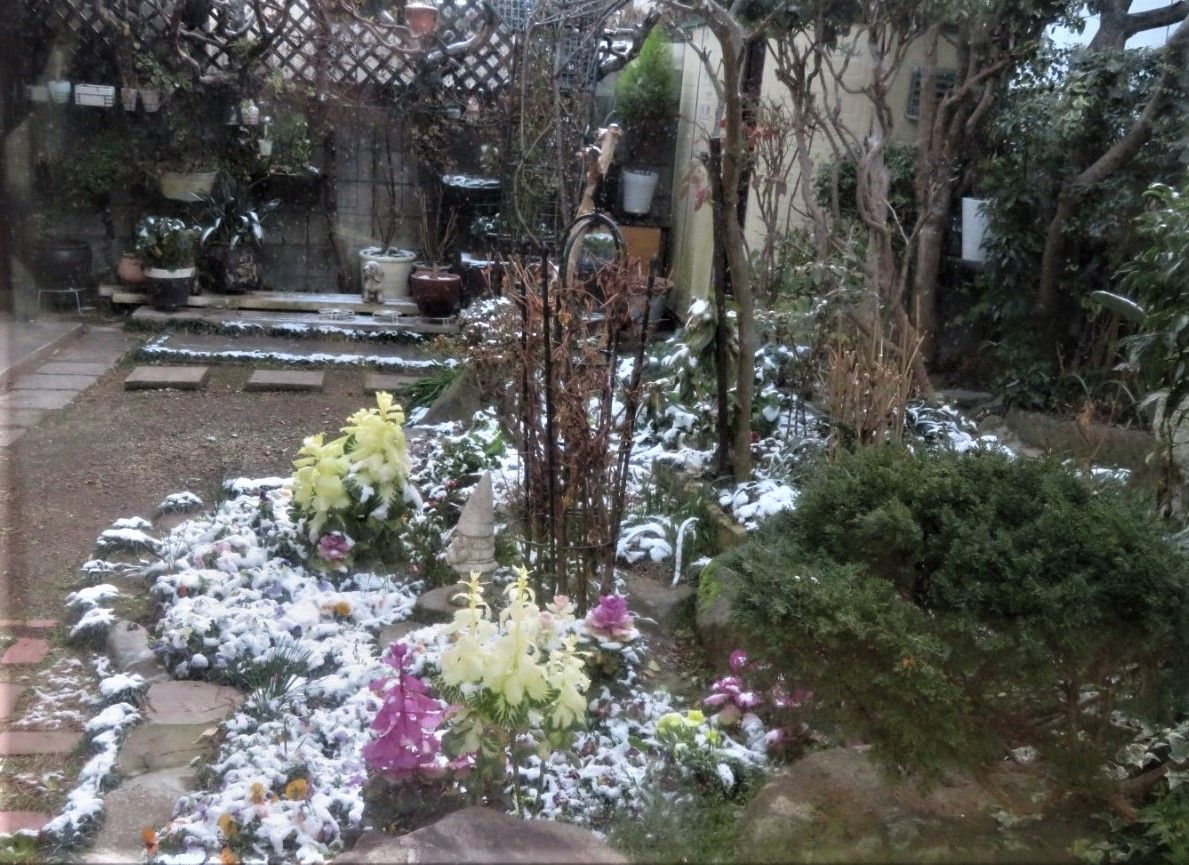 薄っすら⛄雪化粧の庭先