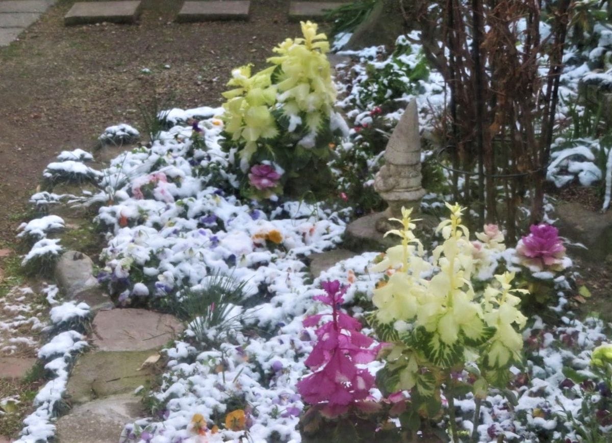 薄っすら⛄雪化粧の庭先