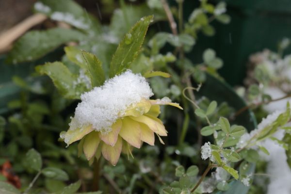 雪になったよ